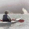 Kayaker views Humpback Whales at play