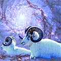 Dall Sheep in high mountain reverie